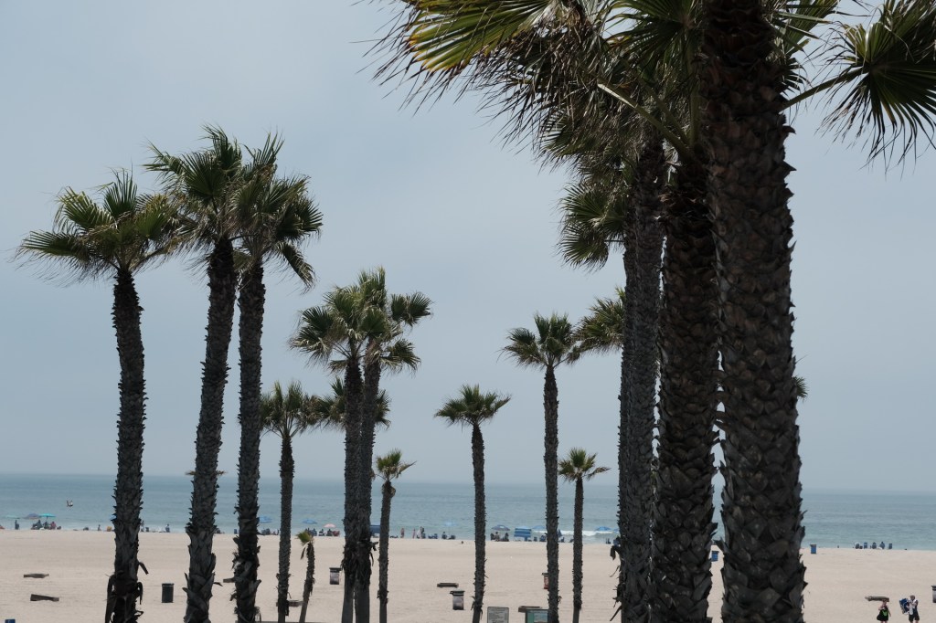 A view of palm trees lining a sandy beach with the ocean in the background under a cloudy sky. Huntington Beach hyatt orange county business corporate event photographer nicole caldwell