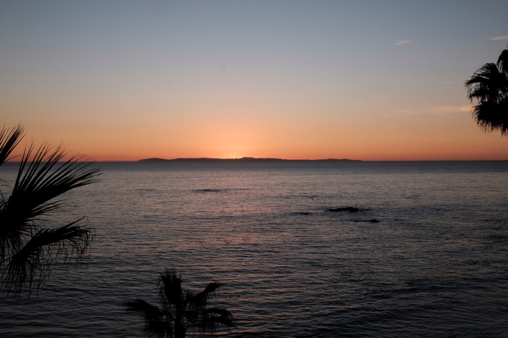 Serene sunset over the ocean, with silhouettes of palm trees in the foreground. business conference surf and sand hotel laguna beach photographer nicole caldwell